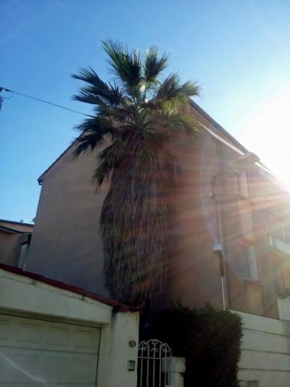 Washingtonia filifera - quartier Marengo Jolimont - novembre 2013