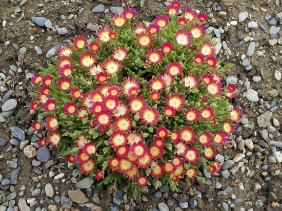 Delosperma 'Ruby' - Exotica Tolosa - avril 2014