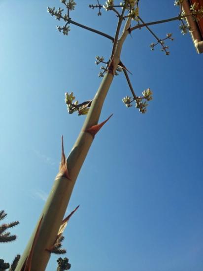 Hampe florale - Agave palmeri - Exotica Tolosa juillet 2014