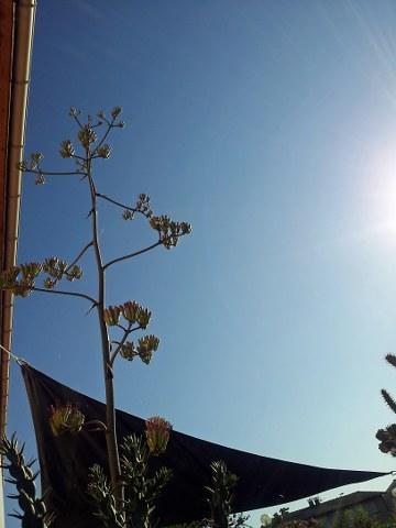 Floraison agave