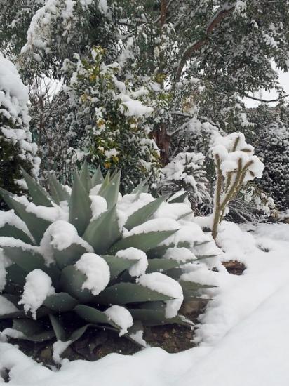 Exotica Tolosa - février 2015 - Agave ovatifolia