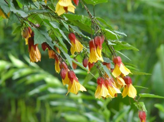 Abutilon X 'kentish belle'- oct 2013
