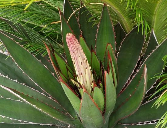Agave garciae mendozae - Exotica Tolosa - juin 2016 