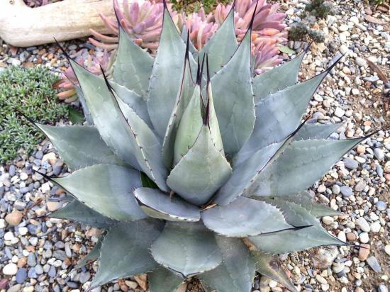 Agave neomexicana - mars 2013