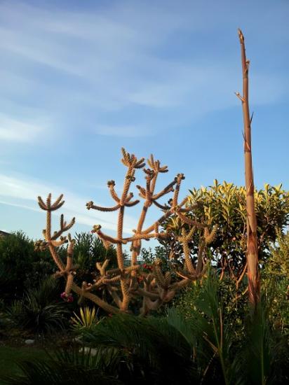 Agave palmeri (début de floraison) à Exotica Tolosa - juin 2014