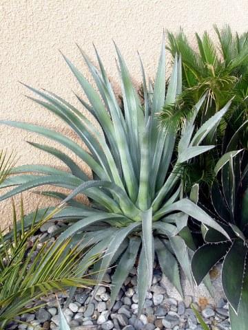Agave palmeri - nov 2012_360x480
