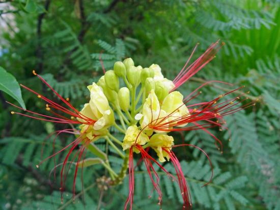 Caesalpinia giliesii - aout 2013