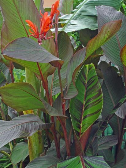 Canna 'russian red' - aout 2013