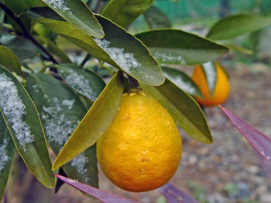 Citrangequat 'Thomasville' - fév 2013