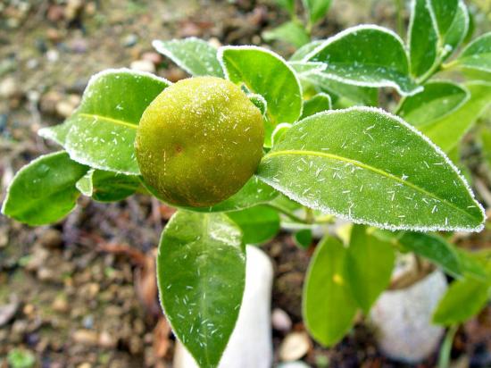 CITRUS SHEKWASHA SRA 682 - dec 2012