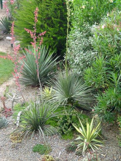 Collection yucca - juillet 2013