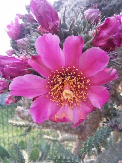 Cylindropuntia imbricata - juillet 2013