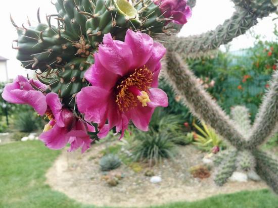 Cylindropuntia spinosior - juin 2014
