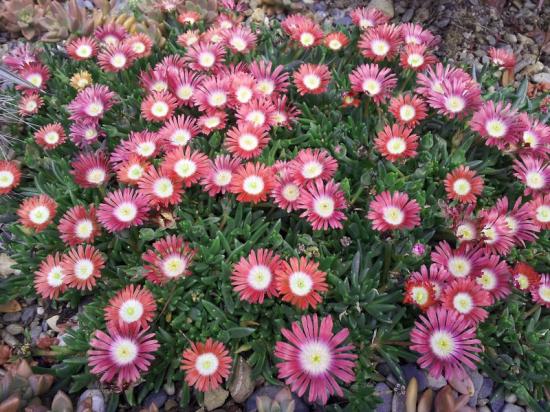 Delosperma dyeri 'red mountain' - mai 2013