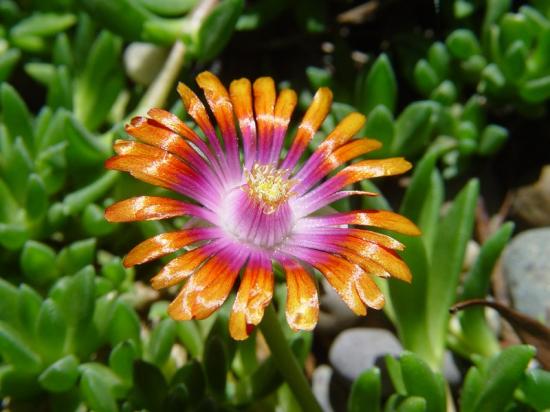 Delosperma 'Fire spinner' -  mai 2013