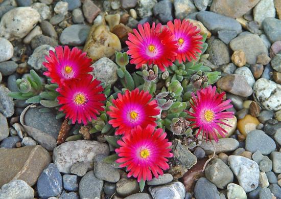 Delosperma 'Garnet' - avril 2014 - Exotica Tolosa