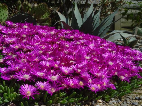 Delosperma 'John proffitt' - mai 2012