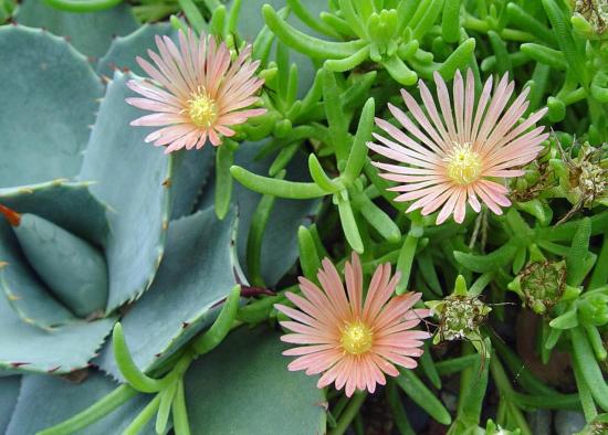 Delosperma 'mesa verde' detail 2