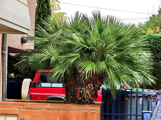 Magnifique cépée de Chamaerops humilis dans le quartier des Arênes