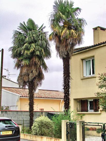 Trachycarpus fortuneii au hasard des rues