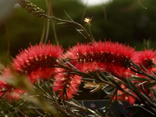 Goupillons de Callistemon rigidus