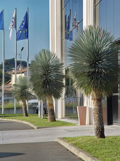 Yucca rostrata - site Airbus de Colomiers