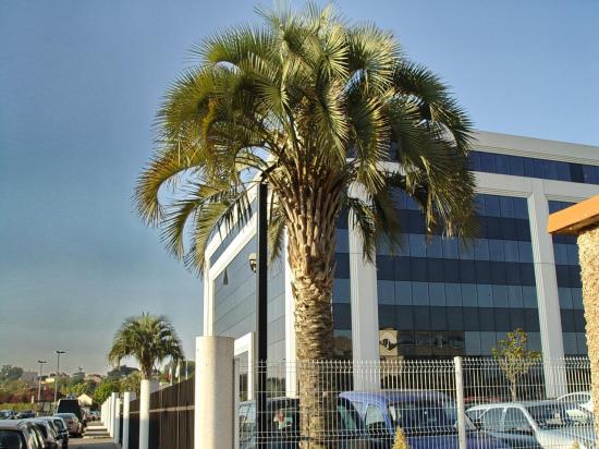 Butia yatay - site Airbus de Colomiers