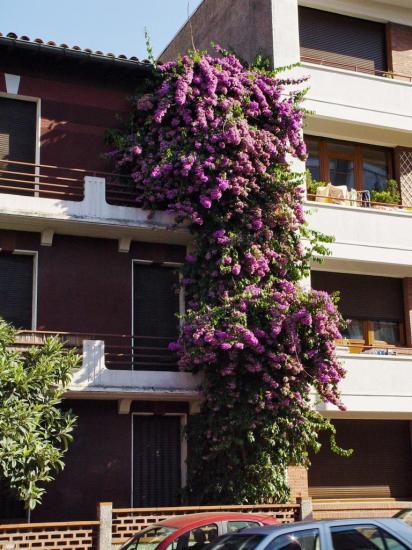 La mythique Bougainvillea specto-glabra de l'avenue Camille Claudel 