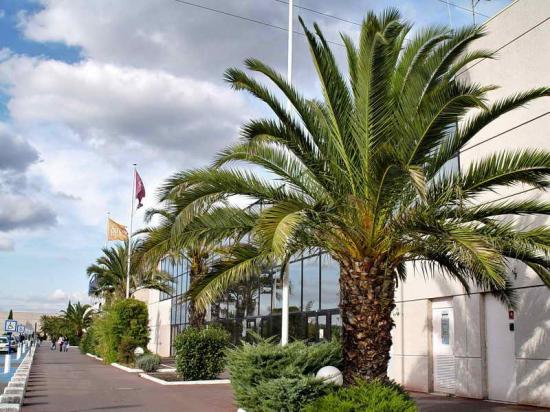 Phoenix canariensis - Cte cial Portet sur Garonne