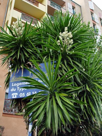 Yucca gigantea dans le quartier des minimes.