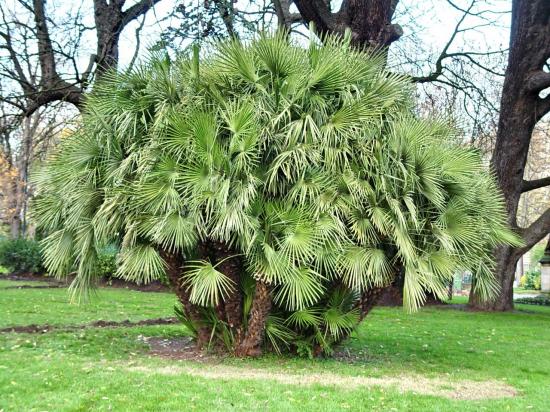 Chamaerops humilis au Grand-rond. 