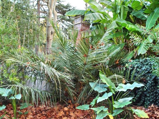 Jardin exotique du musée Labit (2)