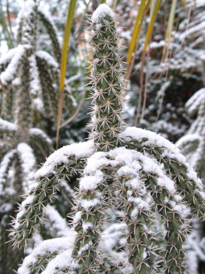 Cylindropuntia dans la neige