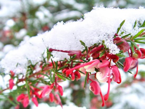 Fleurs de Grevillea jenkensii dans la neige