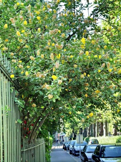 Cytisus battandieri - Pont des demoiselles