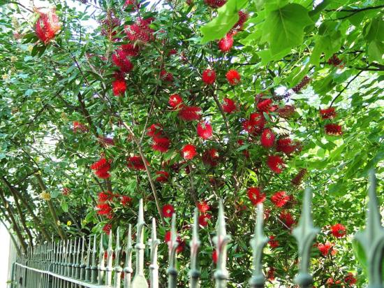 Callistemon sp - Pont des demoiselles