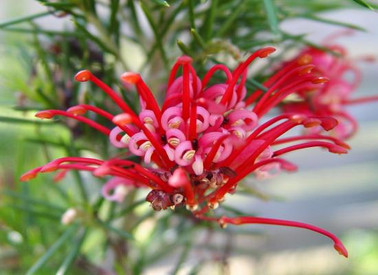 Grevillea juniperiana cv. pink pearl