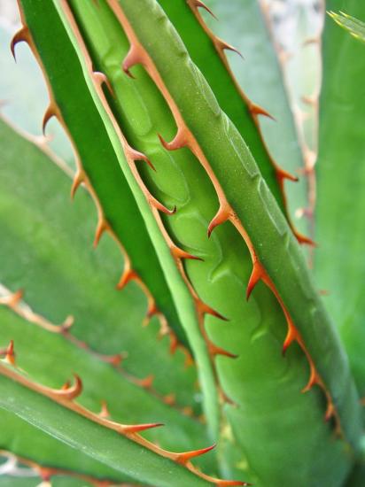 Spination presque 'animale' sur cet Agave hybride