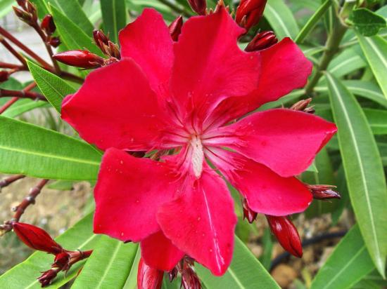 Fleur de nerium oleander 'Commandant Barthélémy'