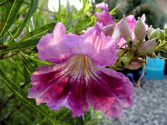 Chilopsis linearis cv. barranca
