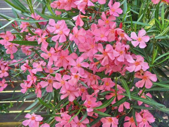 Nerium oleander 'soleil levant'