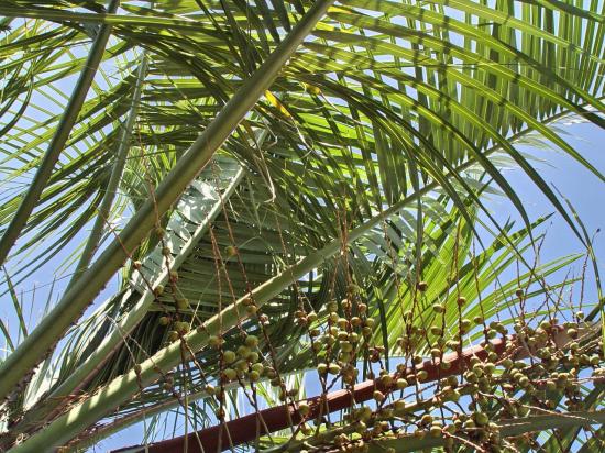 Butia odorata