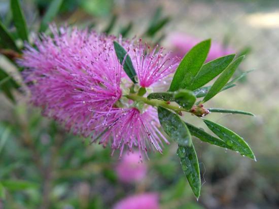 Callistemon accumintatus