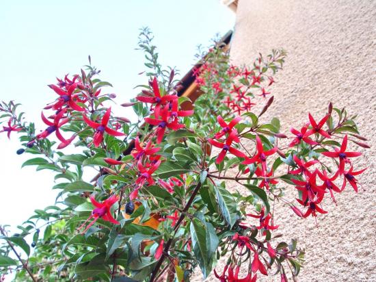 Fuchsia arboresent: regia 4514