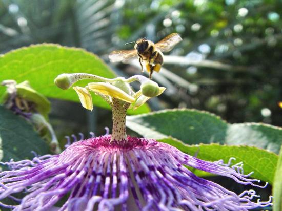 Vol stationnaire au dessus d'une Passiflora incarnata