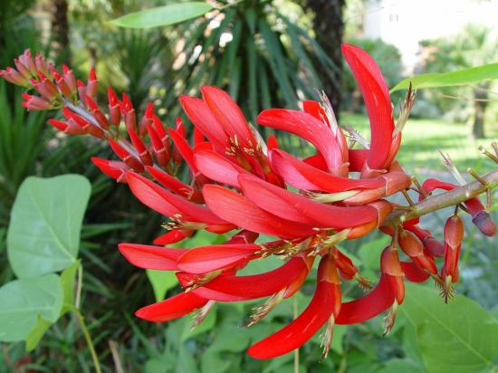 Erythrina x Bidwilli - jardin exotique du musée Labit 
