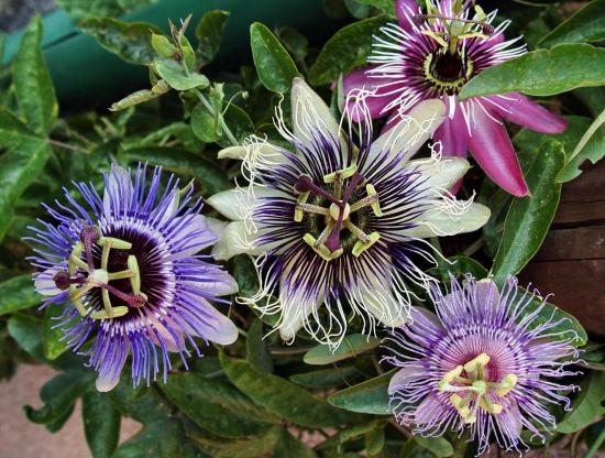 Fleurs de la passion/ Passiflora sp
