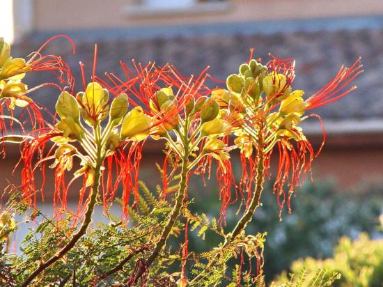 Caesalpinia giliesii