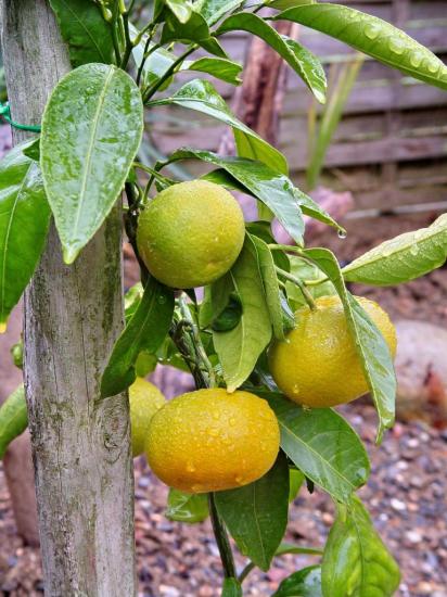 Mandarinier satsuma 'Hashimoto'