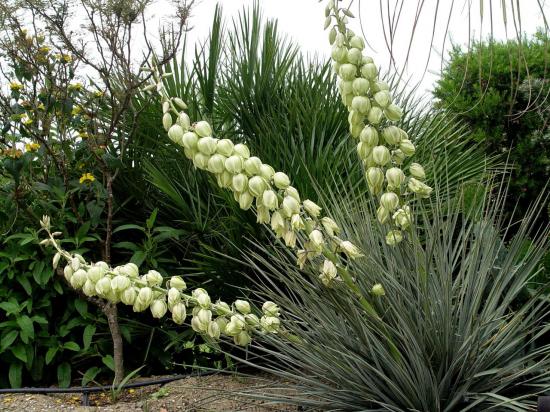Floraison explosive sur ce Yucca glauca